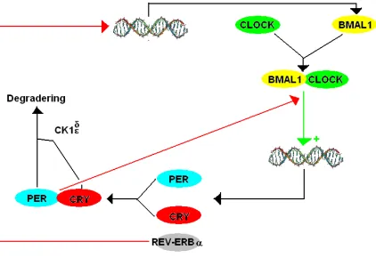 Figure 1.1: The core loops of the circadian clock of mammals. 