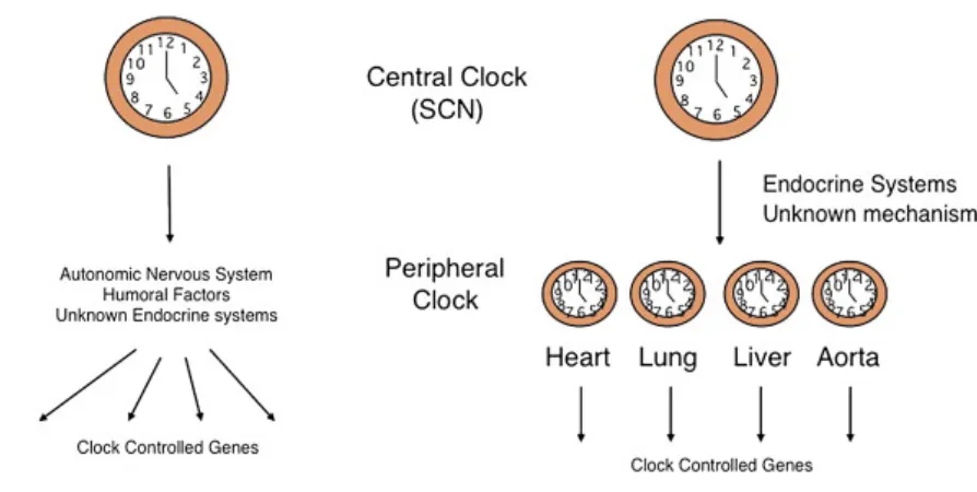 Figure 1.2: Central and peripheral clocks. 