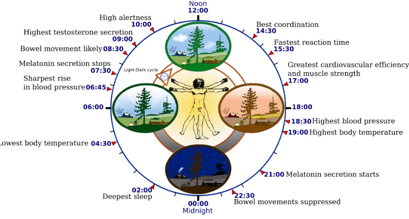Figure 1.5: Biological clock affects the daily rhythm of many physiological processes