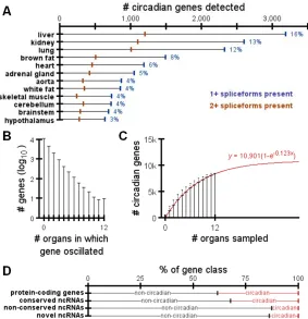 Figure 2.2. Breakdown of circadian genes and ncRNAs. 