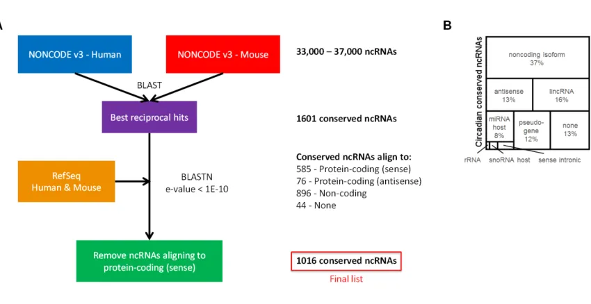 Figure 2.3: Conserved circadian ncRNAS. 