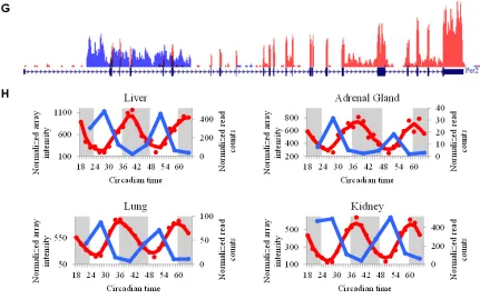 Figure 2.4: Representative examples of conserved circadian ncRNAs and anti-sense transcripts