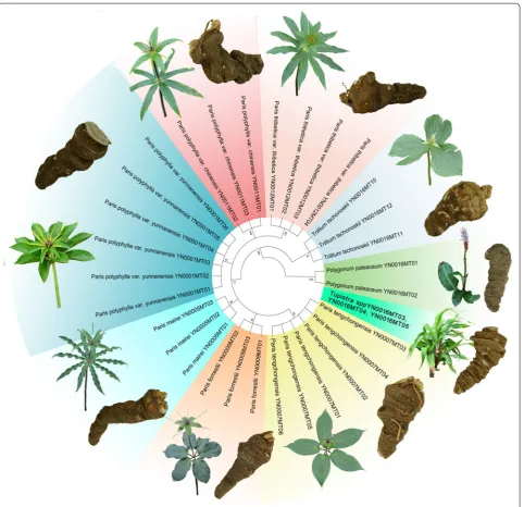 Fig. 2 The phylogenetic tree of Rhizoma Paridis and its adulterants constructed from the ITS2 sequences using the N‑J method (Bootstrap scores ≥ 50%)