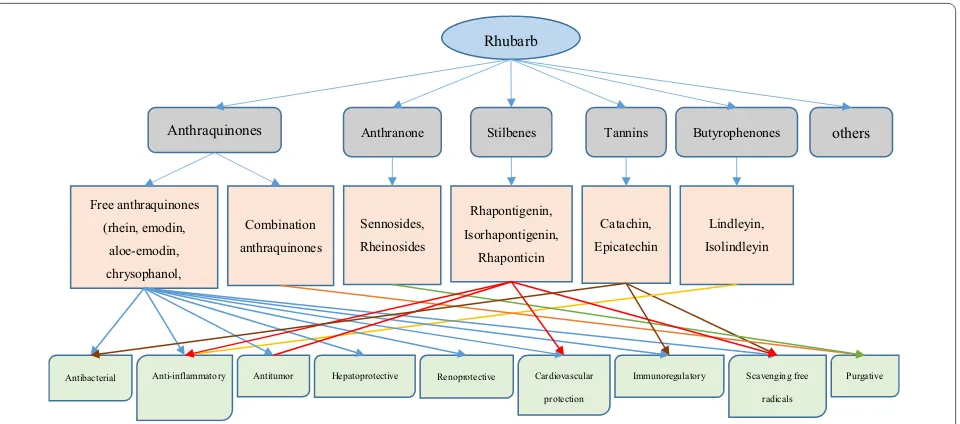 Fig. 4 Relationship between ingredients and efficacy of rhubarb