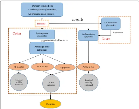 Fig. 5 Active constituents and mechanism of rhubarb exerting purgative activity