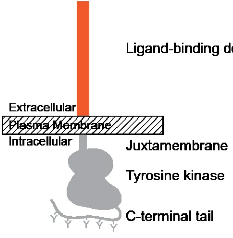 Figure 1: RTKs share a common architecture.  In the extracellular regions (orange), a wide 