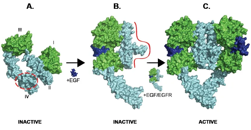 Figure 3: A model of ligand-induced dimerization and receptor activation based on crystal 