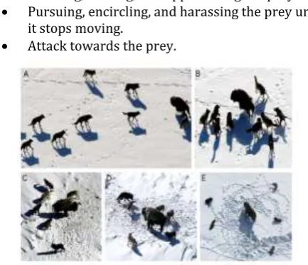Fig 4.2 Hunting behaviour of grey wolves: (A) chasing, approaching and tracking prey (B-D) Pursuiting, harassing 