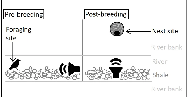 Figure 1. Diagram of set up for playback experiment, differing for pre- and post-breeding trials