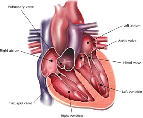 Fig. 1.1 Heart valves and chambers.  The valves of the human heart are the mitral, aortic, pulmonary, and tricuspid