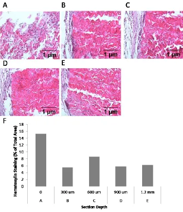 Fig. 2.13 Localization of inflammatory infiltrate in en bloc rat subdermal explants.  H&E stains on serial sections of 7 day BP explants