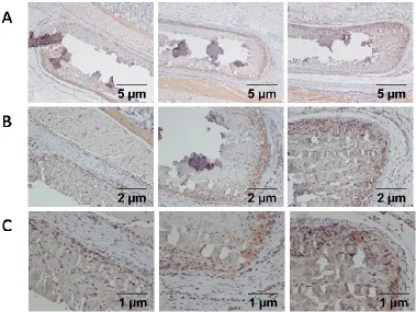 Fig. 2.14 MPO in 21 day rat subermal explants. (A) 40x (B) 100x (C) 200x.   