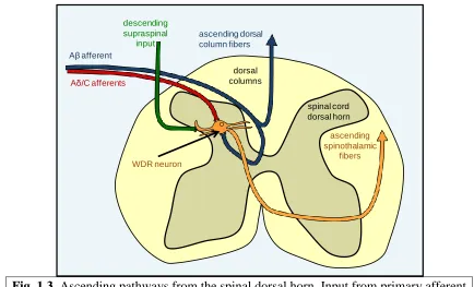 Fig. 1.3. Ascending pathways from the spinal dorsal horn. Input from primary afferent fibers converges in the spinal dorsal horn, and then continues through spinothalamic tract projections that convey sensory information to the brain