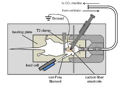 Fig. 3.2. Schematic of the instrumentation for extracellular electrophysiological recordings