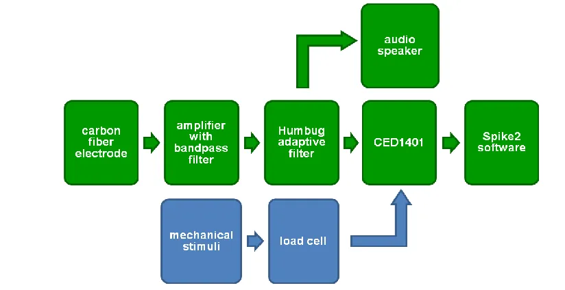 Fig. 3.3. General scheme for data collection and processing of electrophysiological recordings