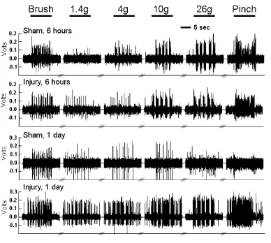 Fig. 3.7. Representative firing for sham and injured rats at 6 hours or 1 day. Voltage recordings are presented prior to spike sorting to demonstrate the relative differences in neuronal activity in response to light brush, von Frey filament (1.4-26g) and 