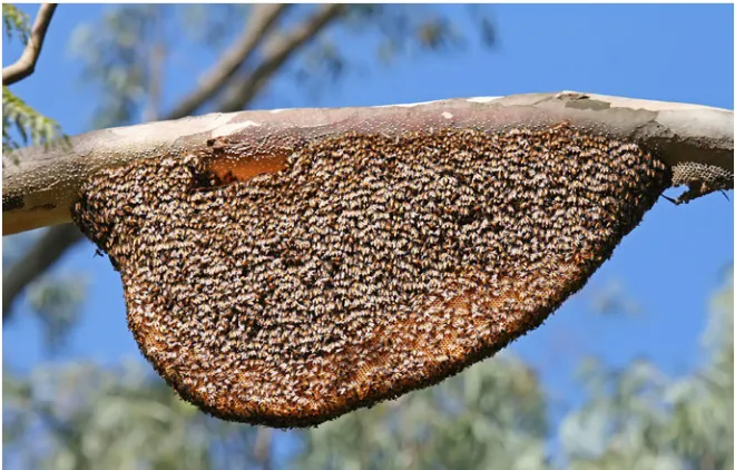 Figure 2. First prototype of generic Bee Box. Photo: Odling.
