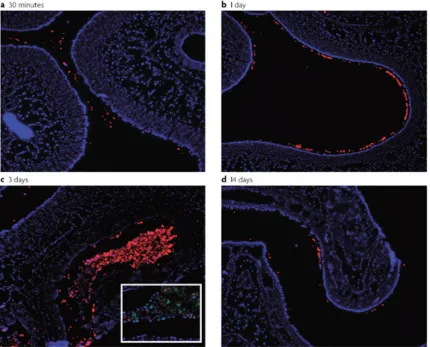 Figure 1. Tissue sections of pneumococcal colonization from 30m to 14 days (a-b). Pneumococci are stained in red using anti-capsular immunoflouresence