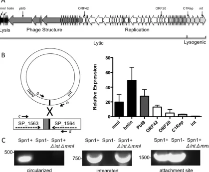 Figure   1.   Genetic   map   and   activity   of   Spn1   A.   The   strain   P1121,   including   the   genetic   element   Spn1,   was   sequenced   on   an   Illumina   Hi-­‐Seq   and   annotated   using   RAST