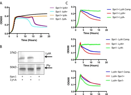 Figure   5.      Spn1   has   an   effect   on   LytA-­‐mediated   autolysis