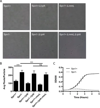 Figure   6.   Spn1   has   an   effect   on   the   cell   wall.   A.   Images   taken   of   strain   P1121   and   mutant   indicated   in   mid-­‐log   phase   culture   using   a   brightfield   microscope