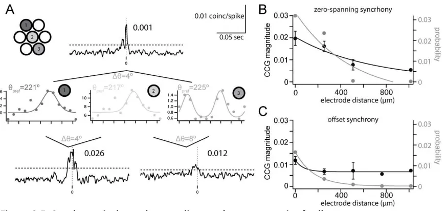 Figure 2.5. Synchrony is dependent on distance between a pair of cells.  (A) Example trio of simultaneously recorded pairs