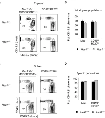 Figure 3-8 Thymus macrophages and B cells are not expanded in Hes1-deficient FL 