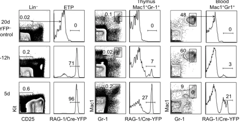 Figure 2-3 Neonatal thymic granulocytes mostly lack a history of  RAG-1 expression, in contrast to ETPs 