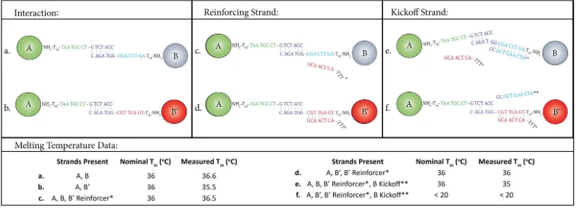 Figure 3.3:DNA strand architectures and Particle Melting Temperatures forthe A − B − B′ system