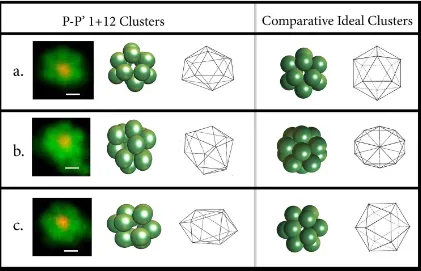Figure 3.5:Representative Clusters formed via PP ′ Sedimentation. The clustersare shown as bound to the glass by the prevalent three-particle equilateral triangle(a,c), and by a single particle vertex (b)