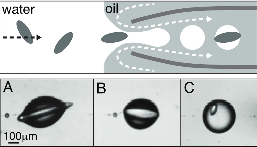 Fig.  2.2: A schematic (top) of the encapsulation process and (bottom) three typical encapsulation results