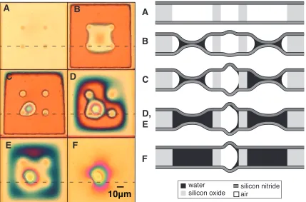 Fig.  3.4: (Left) Light microscope images of the silicon nitride membrane at various stages of liquid cell filling and (Right) a schematic of the cross-section along the dashed line (not to scale, deformations are exageratted for clarity)