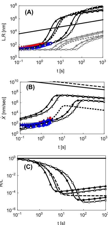 Fig.  4.4: Bubble half-length and radius (A), velocity (B), and ratio R/L (C) as functions 
