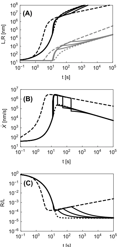 Fig.  4.6: Bubble half-length and radius of curvature  (A), velocity (B), and ratio R/L (C) as functions of time