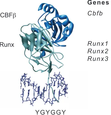 Figure 1. The core binding factor subunits and genes.