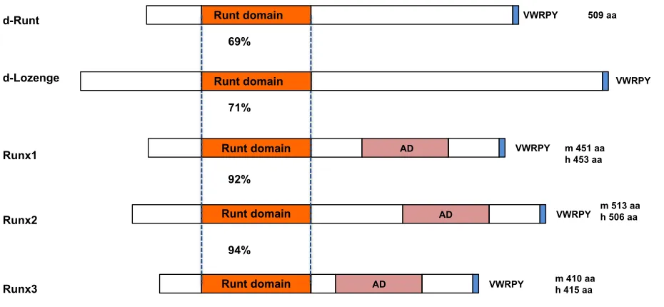 Figure 2. A diagrammatic representation of the structure of RUNX1, RUNX2 and RUNX3 