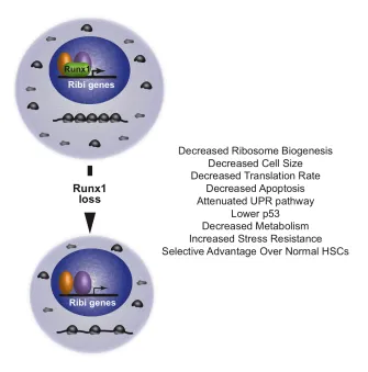 Figure 4. Impact of loss of function Runx1 mutations in hematopoietic stem cells (HSCs)