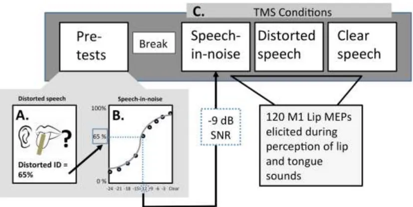 Figure 1. Experimental design of Experiment 1. Subjects initially took part in behavioural pre-tests, allowing intelligibility to be matched between the distorted speech pre-test (A) and the speech-in-noise pre-test (B)