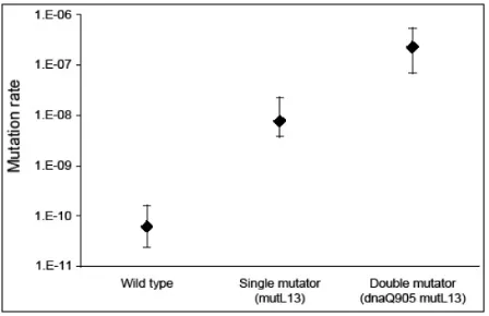 Figure 5: Mutation rates of wild type, single and double mutator E. coliFigure 2-1: Estimates of the per base pair mutation rate to nalidixic acid resistance in the consingle- and double-mutator strains