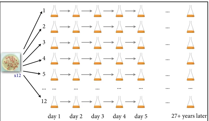 Figure 1: An illustration of the serial transfer protocol used in Lenski’s experiment.