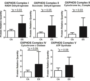 Figure 1.4. Oxidative Phosphorylation Proteins. Consistent with adaptations to aerobic exercise, treadmill-trained rats had increased expression of oxidative phosphorylation proteins