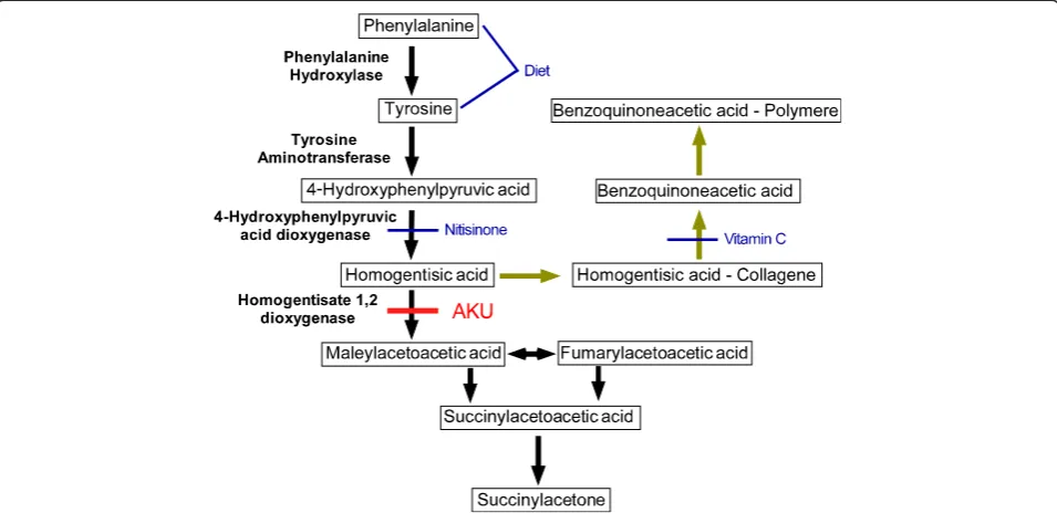 Figure 1 Tyrosine metabolism pathway in health (black) and AKU (ochre) [10,11]. Metabolites are drawn in Boxes, enzymes are given inbold