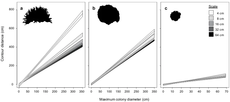 Figure 5. Relationships between maximum colony diameter (cm) and contour distance travelled by measuring wheels of diameters 4–64 cm (±95% confidence intervals): (a) Porites cylindrica (R2 = 0.93–0.97); (b) massive Porites (R2 = 0.95–0.97); and (c) Pocillopora damicornis (R2 = 0.68–0.91).