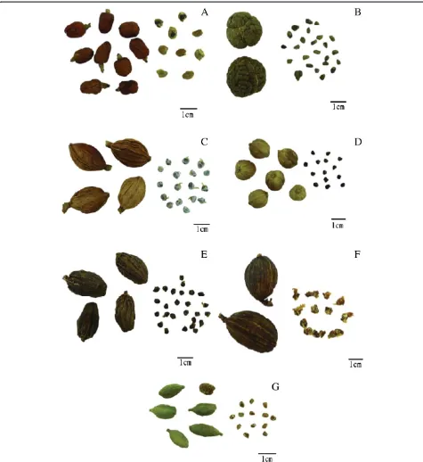 Figure 1 Photographs of fruits and seeds of seven Zingiberaceous species. AAmomum kravanh