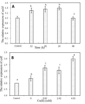 Fig. 2. The expression of xylE gene at different incubation time (A) or Cu(II) concentration (B)