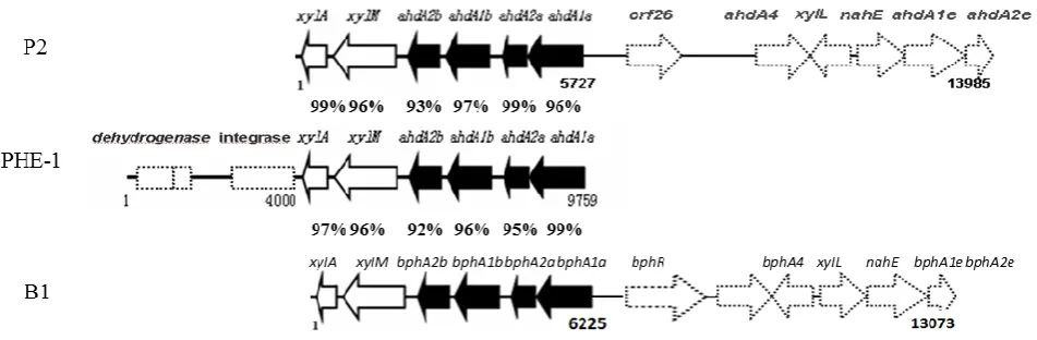 Fig. 3. Comparison of PAH-RHD cluster structure between Sphingomonas sp. strain P2, Sphingobium sp