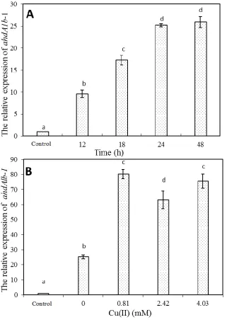 Fig. 4. The expression of ahdA1b-1 gene at different incubation time (A) or Cu(II) concentration (B)