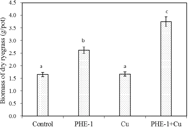 Fig. 5. Biomass of dry ryegrass in different treatments. Control: soil amended with PHE