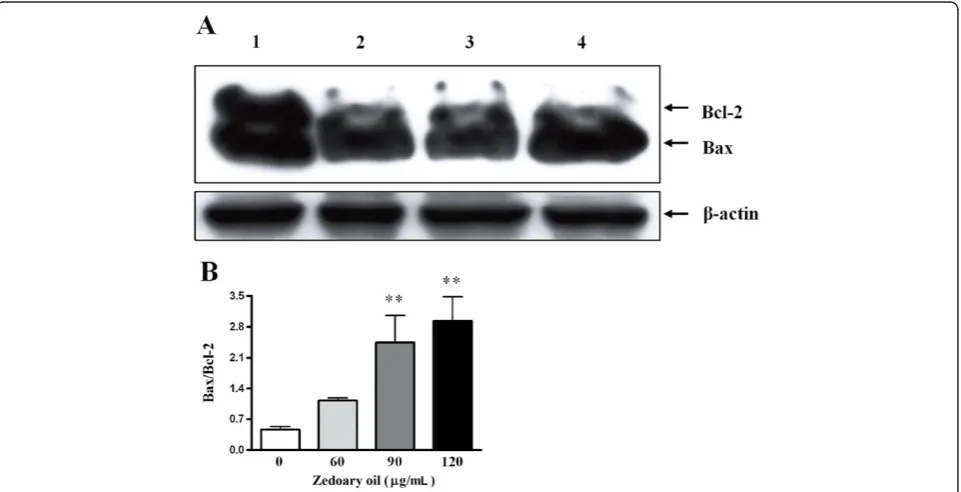 Figure 6 Effects of zedoary oil on apoptosis-related Bcl-2 and Bax protein expression in AGS cells