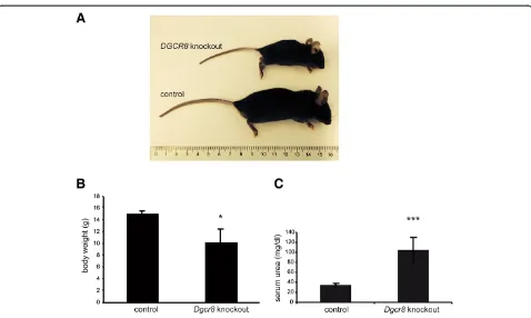 Figure 1 Kidney-specific knockout ofsmaller than their control littermates (7 week old animals)stage renal disease as displayed by elevated serum urea levels in comparison to control animals (4 Dgcr8 results in end stage renal disease